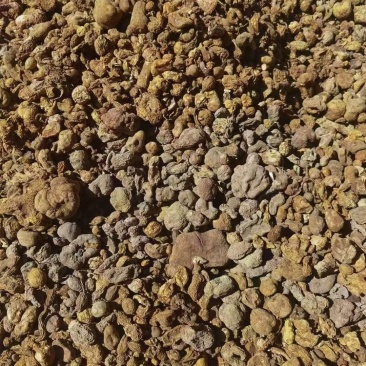 种植金果榄