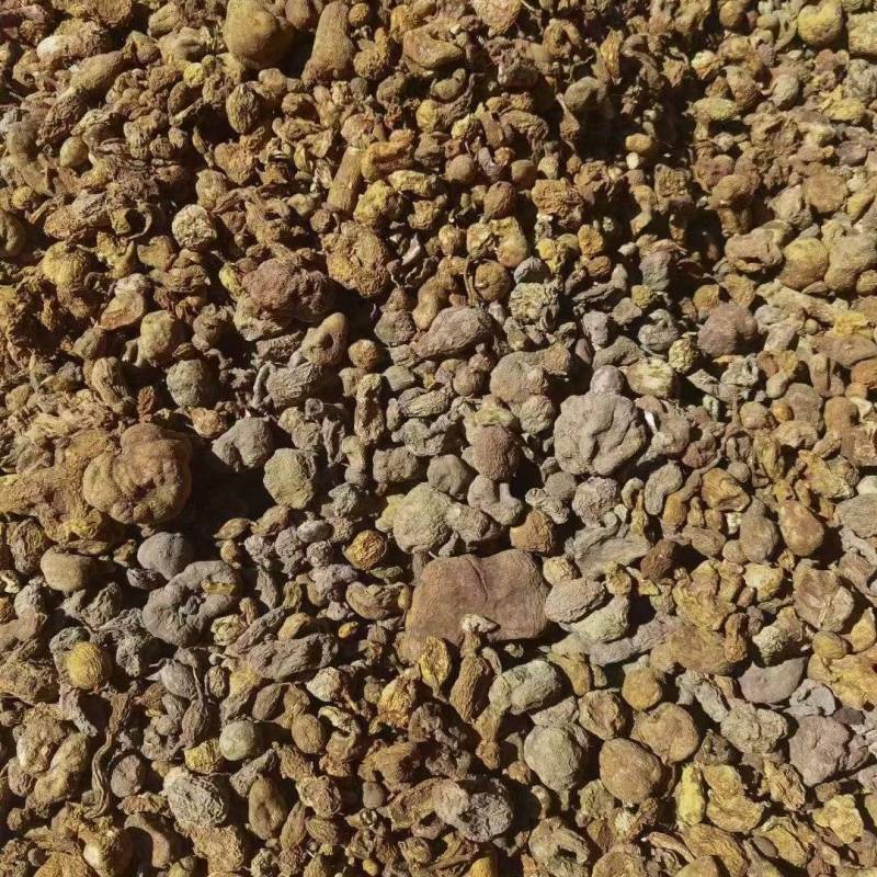 种植金果榄