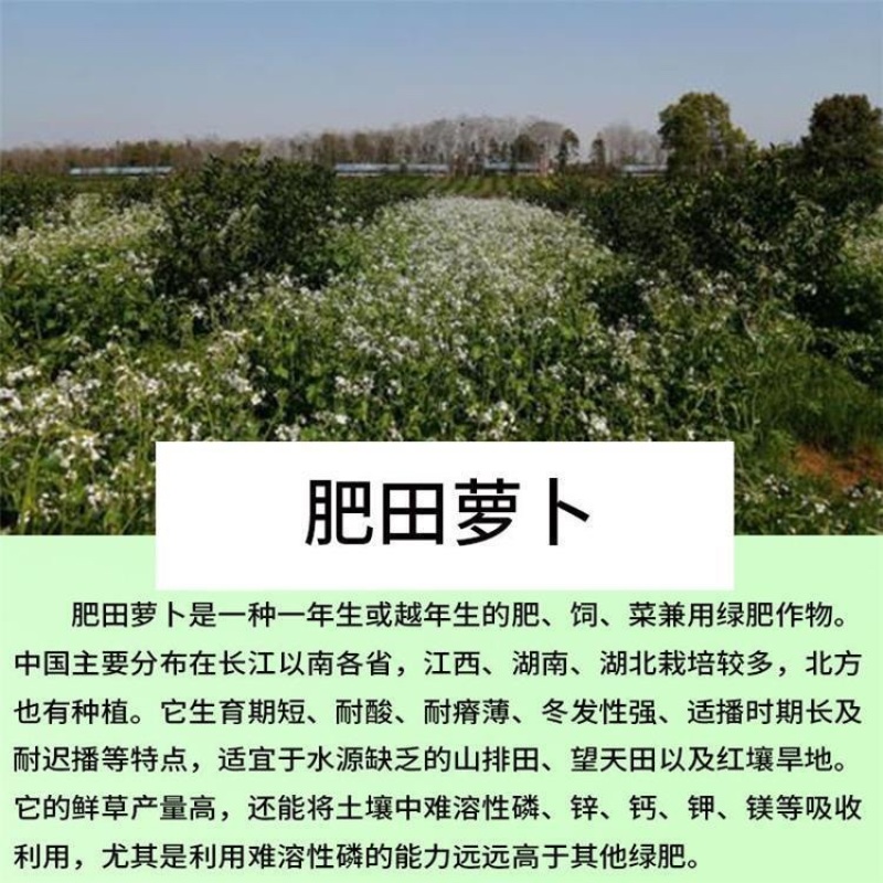 肥田萝卜种子肥田萝卜种籽秋冬绿肥大全紫云英毛苕白三叶苜蓿