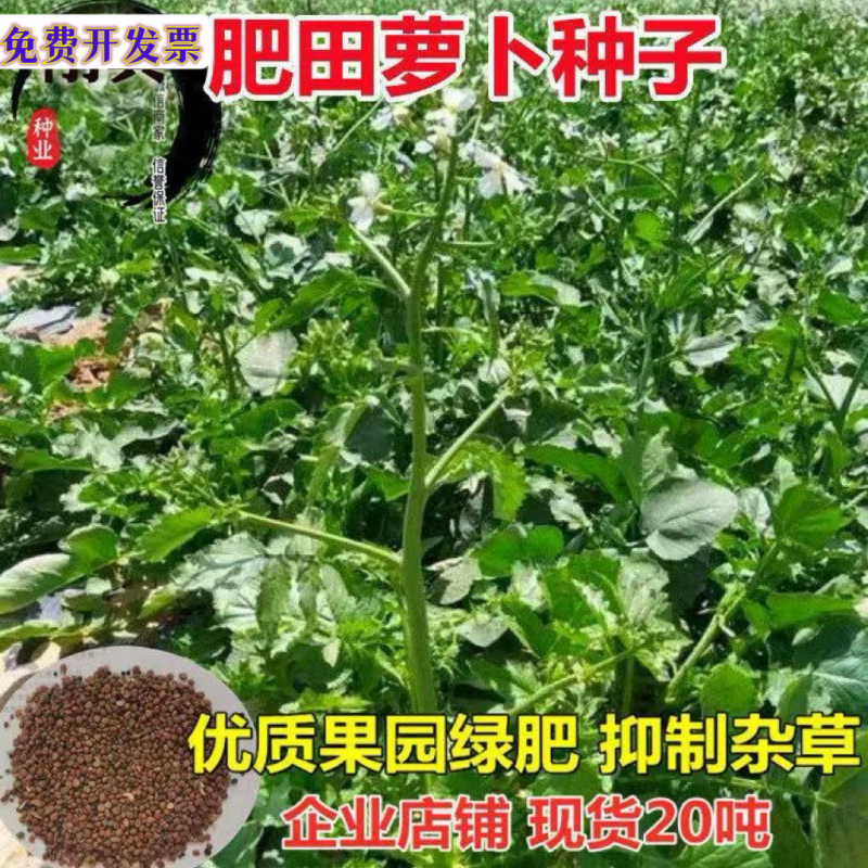 肥田萝卜种子肥田萝卜种籽秋冬绿肥大全紫云英毛苕白三叶苜蓿