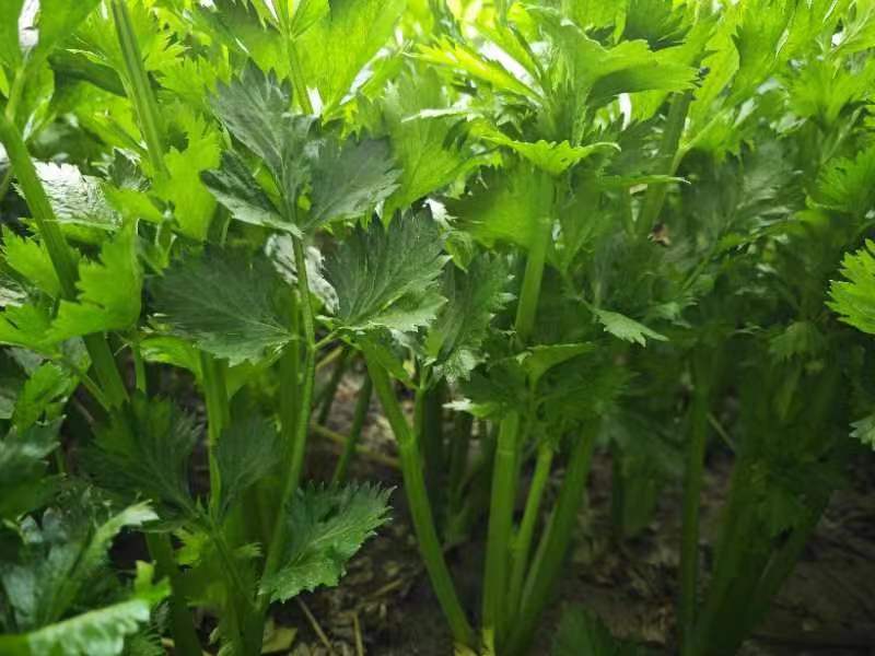 百合炒西芹成品图