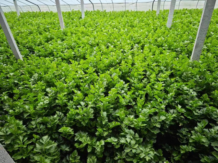 西芹与本芹对比图