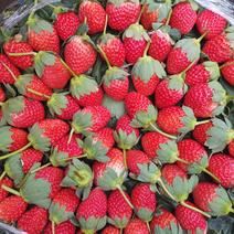 冬季填草莓