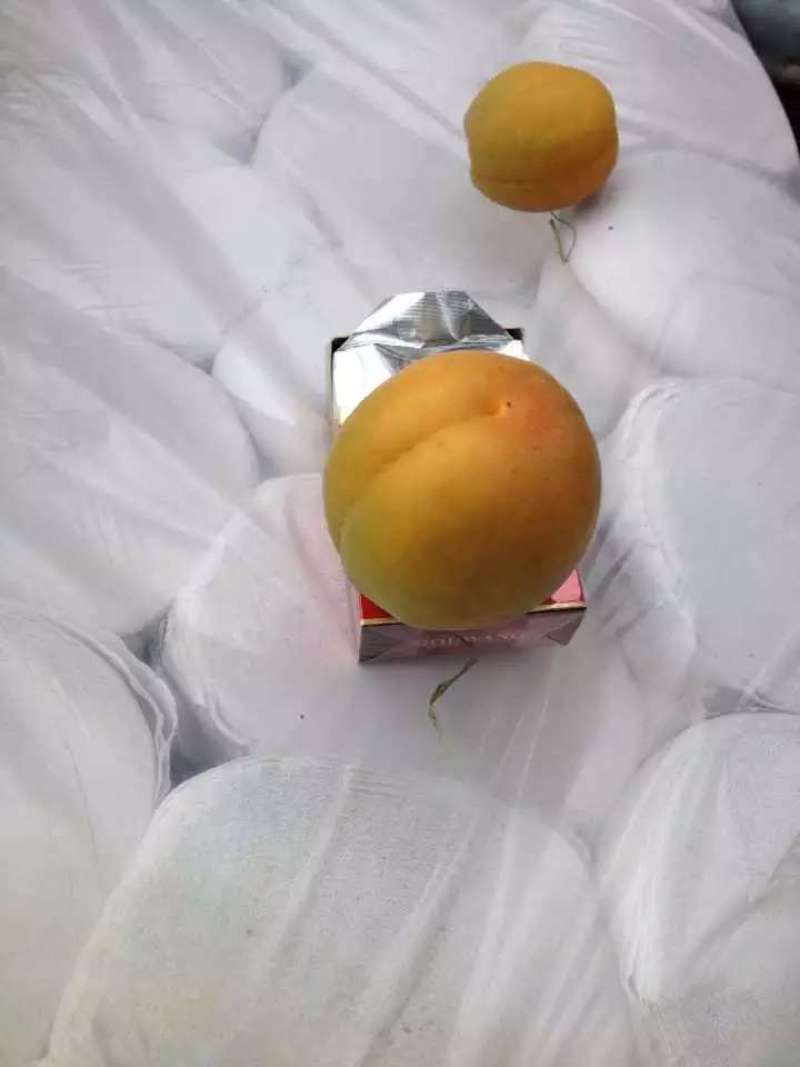 金寿杏50起步，陕西大荔县金寿杏产地代购代销，金寿杏批发
