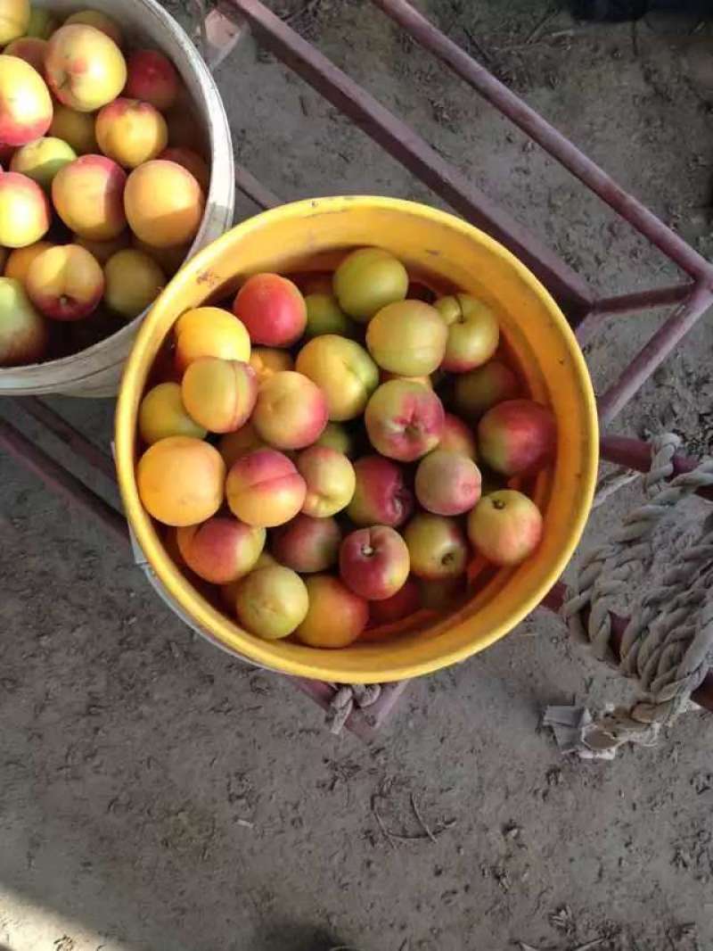 金寿杏50起步，陕西大荔县金寿杏产地代购代销，金寿杏批发