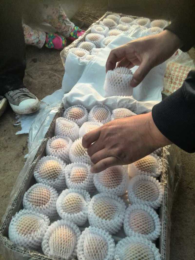 金寿杏50起步，陕西大荔县金寿杏产地代购代销，金寿杏批发