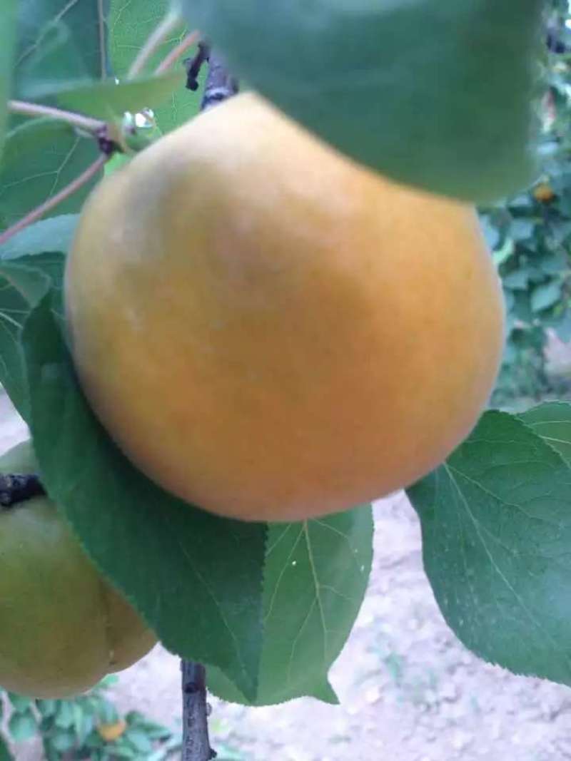 金寿杏50起步，陕西大荔县金寿杏产地代购代销，金寿杏批发