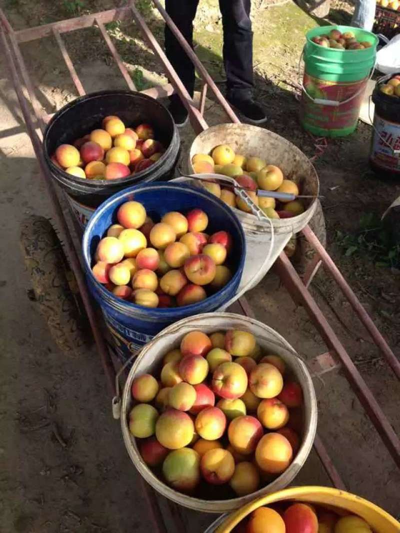 金寿杏50起步，陕西大荔县金寿杏产地代购代销，金寿杏批发