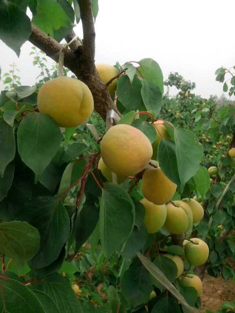 金寿杏50起步，陕西大荔县金寿杏产地代购代销，金寿杏批发