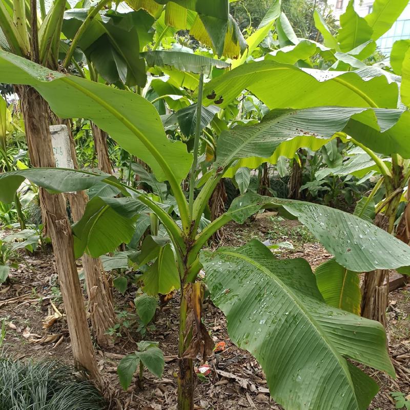 【巴蕉树】浙江绿化苗基地/货源充足/规格多样/量大丛优