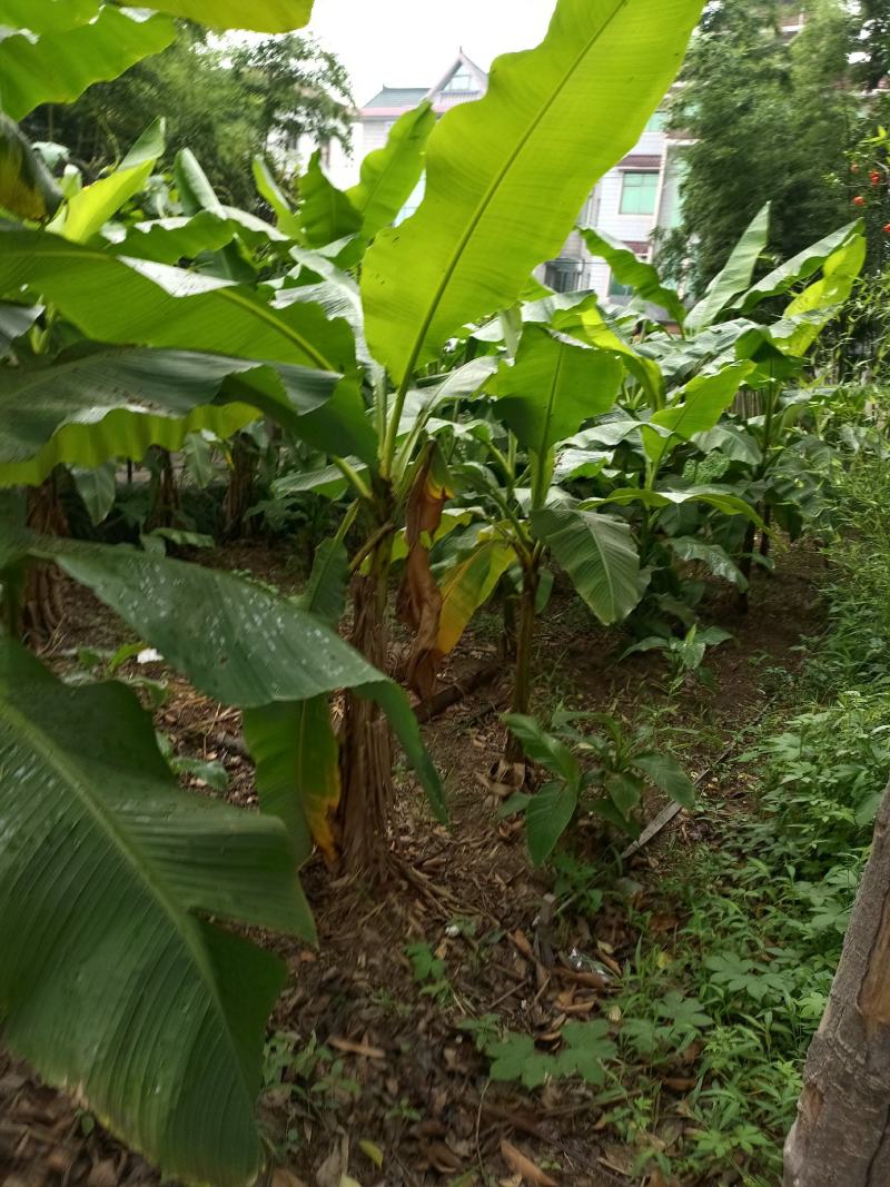 【巴蕉树】浙江绿化苗基地/货源充足/规格多样/量大丛优