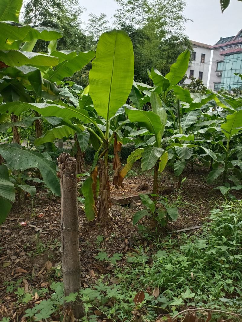 【巴蕉树】浙江绿化苗基地/货源充足/规格多样/量大丛优
