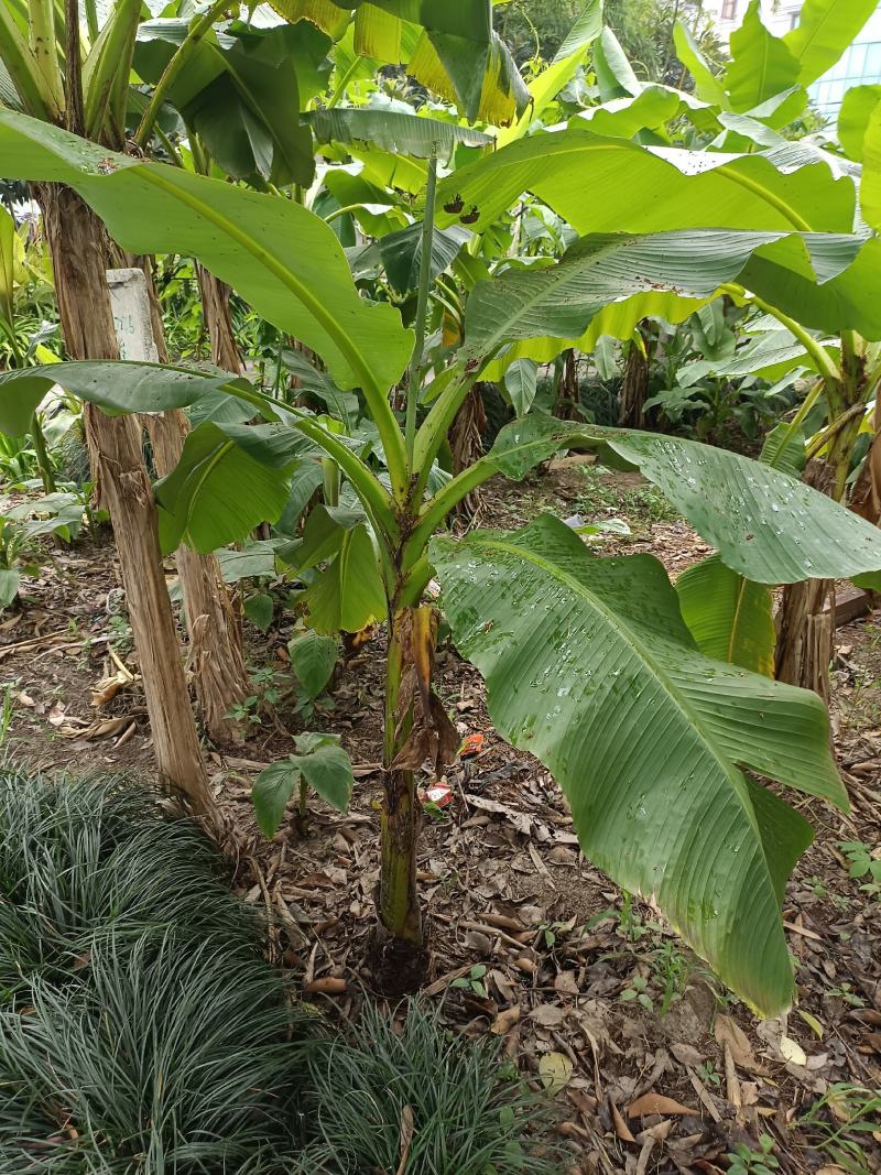 【巴蕉树】浙江绿化苗基地/货源充足/规格多样/量大丛优