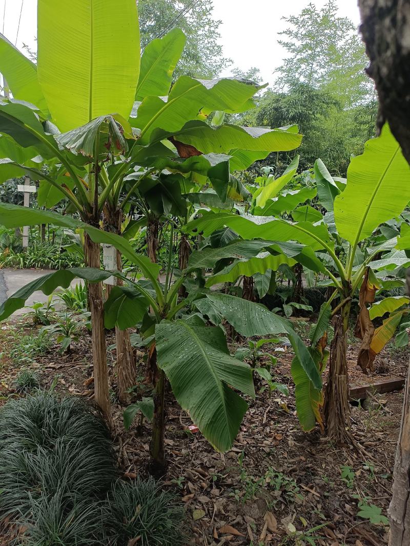 【巴蕉树】浙江绿化苗基地/货源充足/规格多样/量大丛优