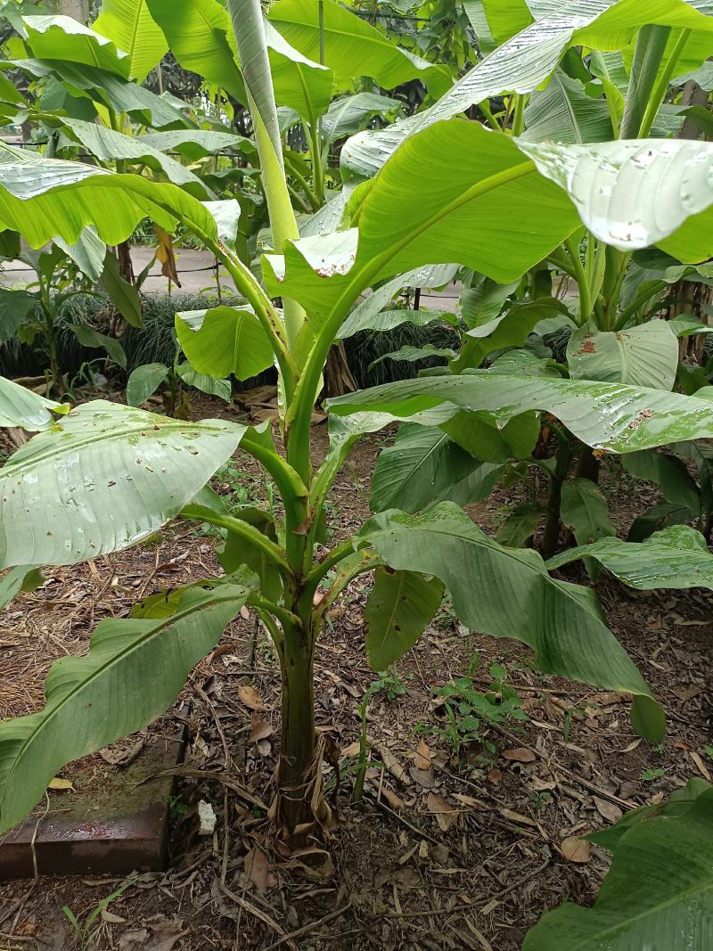 【巴蕉树】浙江绿化苗基地/货源充足/规格多样/量大丛优