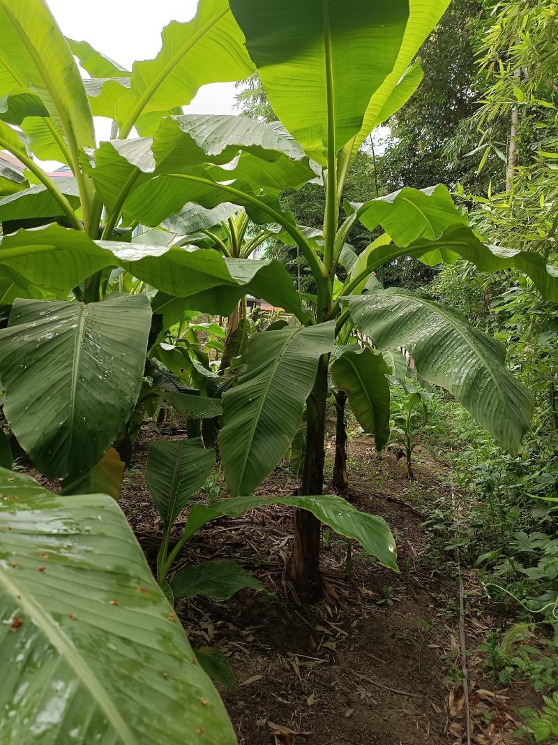 【巴蕉树】浙江绿化苗基地/货源充足/规格多样/量大丛优