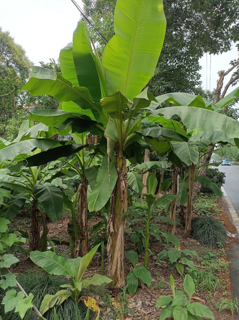 【巴蕉树】浙江绿化苗基地/货源充足/规格多样/量大丛优