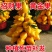 年宵花卉发财果、招财果苗南北方庭院阳台盆栽地栽