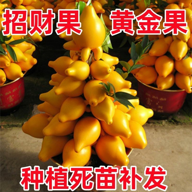 年宵花卉发财果、招财果苗南北方庭院阳台盆栽地栽