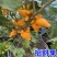 年宵花卉发财果、招财果苗南北方庭院阳台盆栽地栽