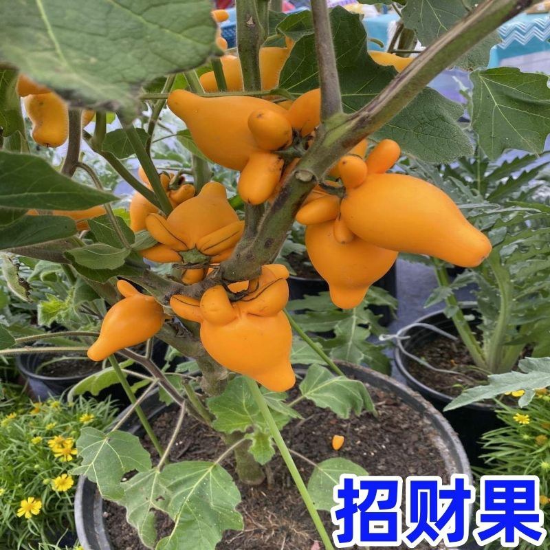 年宵花卉发财果、招财果苗南北方庭院阳台盆栽地栽
