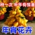 年宵花卉发财果、招财果苗南北方庭院阳台盆栽地栽