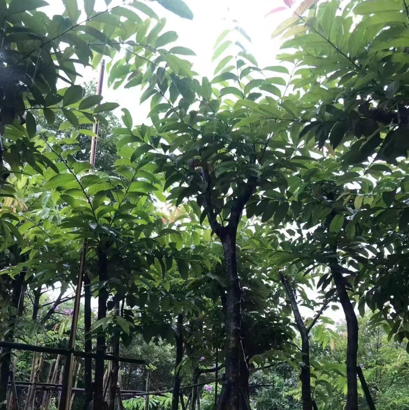 大叶紫薇