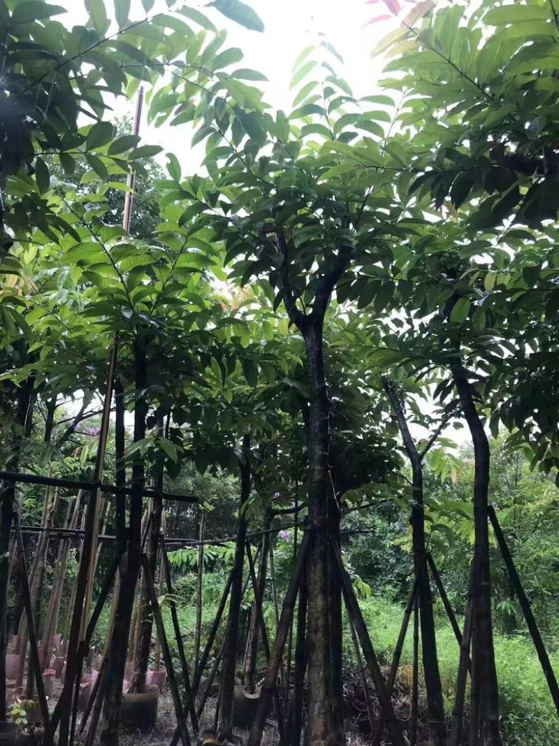 大叶紫薇