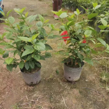 扶桑
