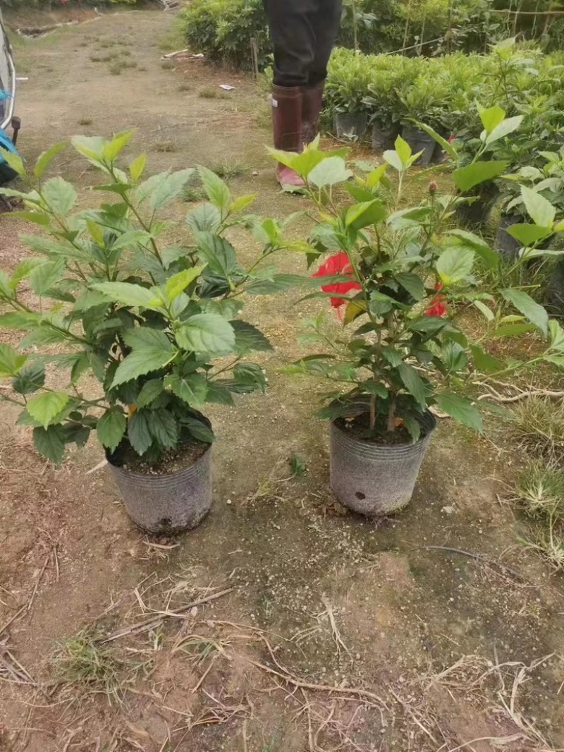 扶桑