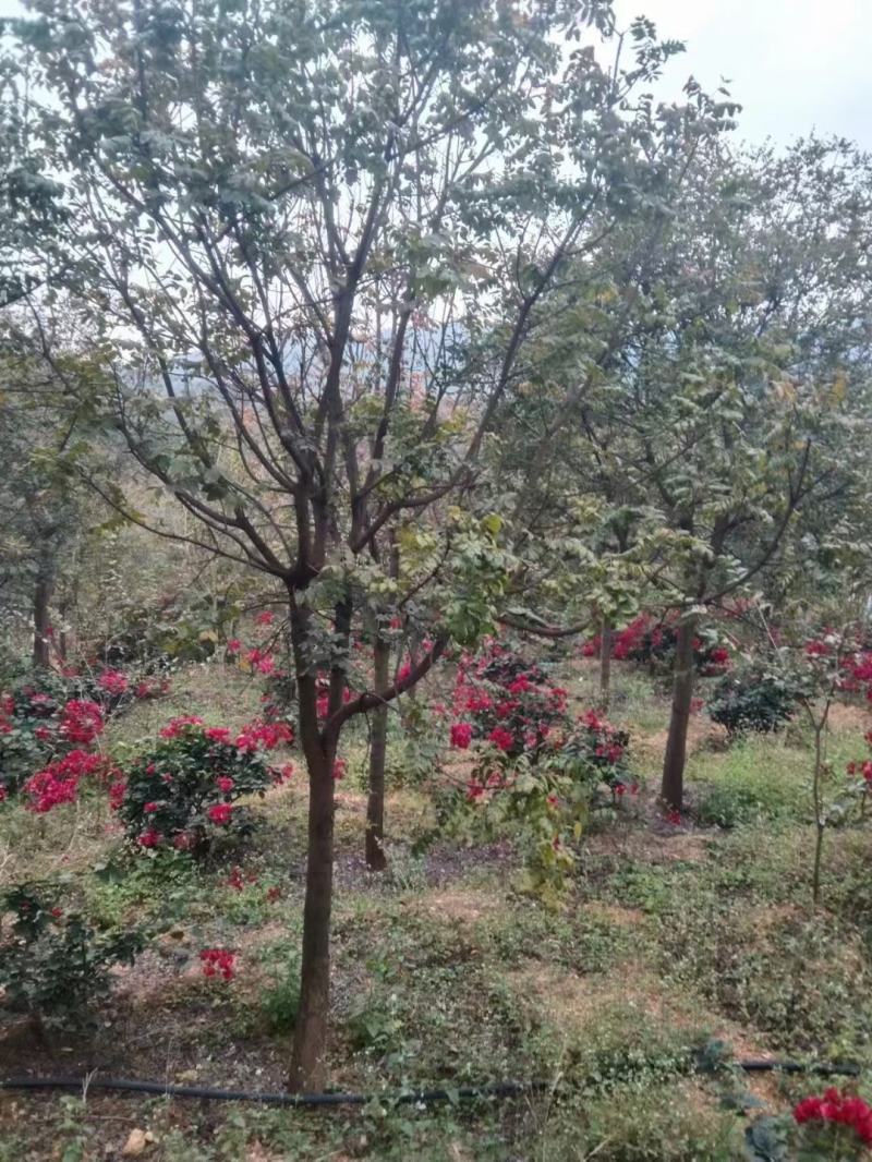 黄连木大量供应