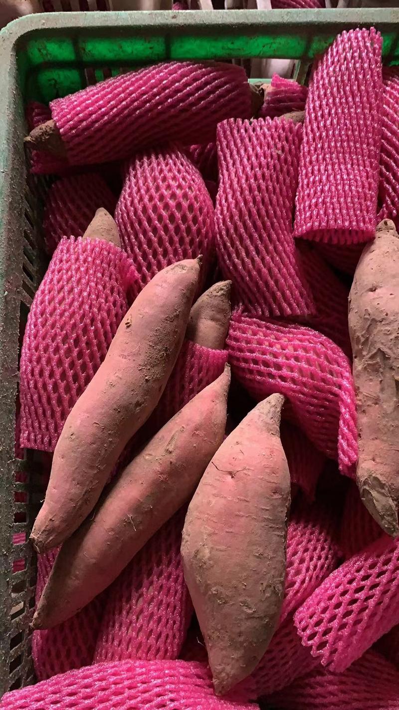海阳烟薯25一手货源全国发货质量保证价格便宜