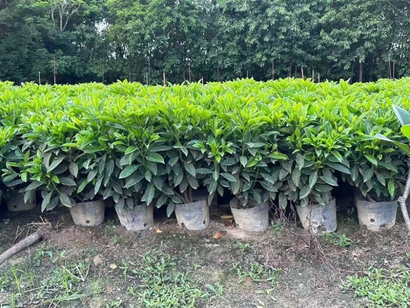 非洲茉莉