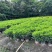 非洲茉莉