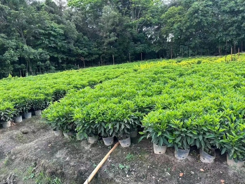 非洲茉莉