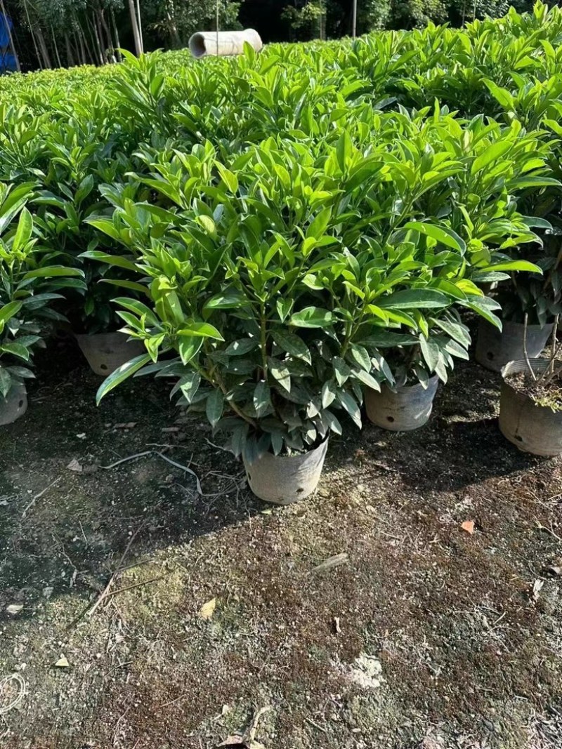 非洲茉莉