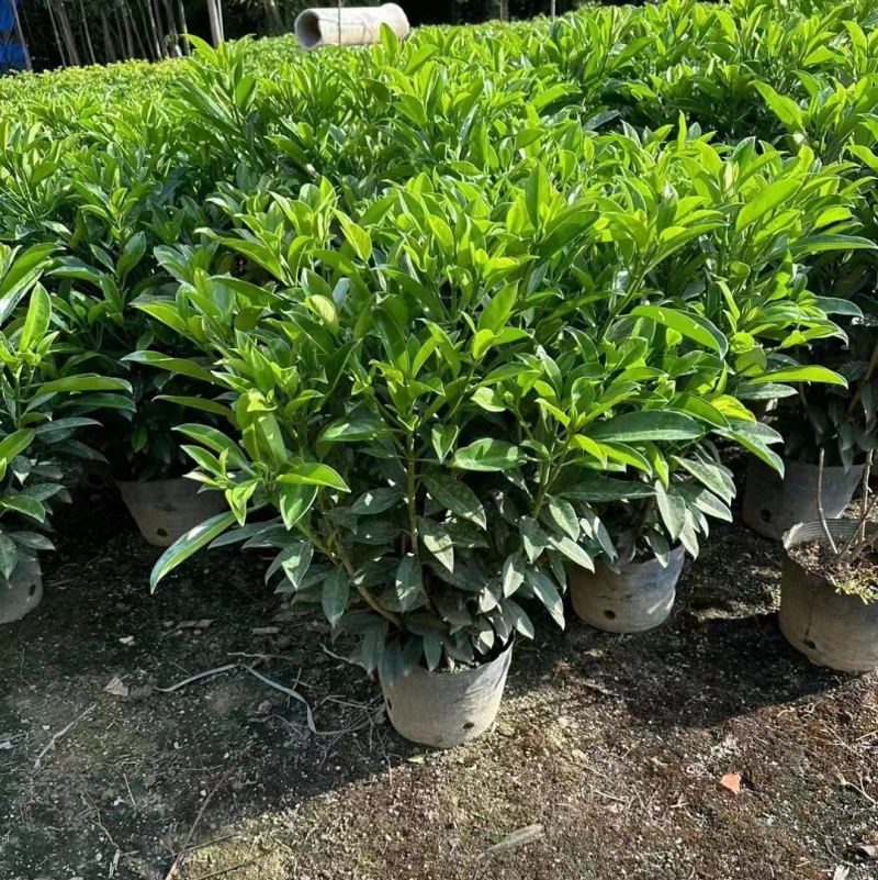 非洲茉莉