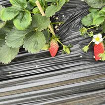 原产地直发牛奶草莓大量上市大量供应