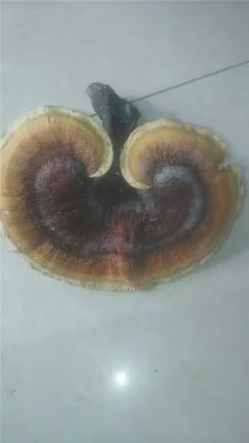 灵芝菇野生货源货源充足量大从优欢迎老板选购可视频