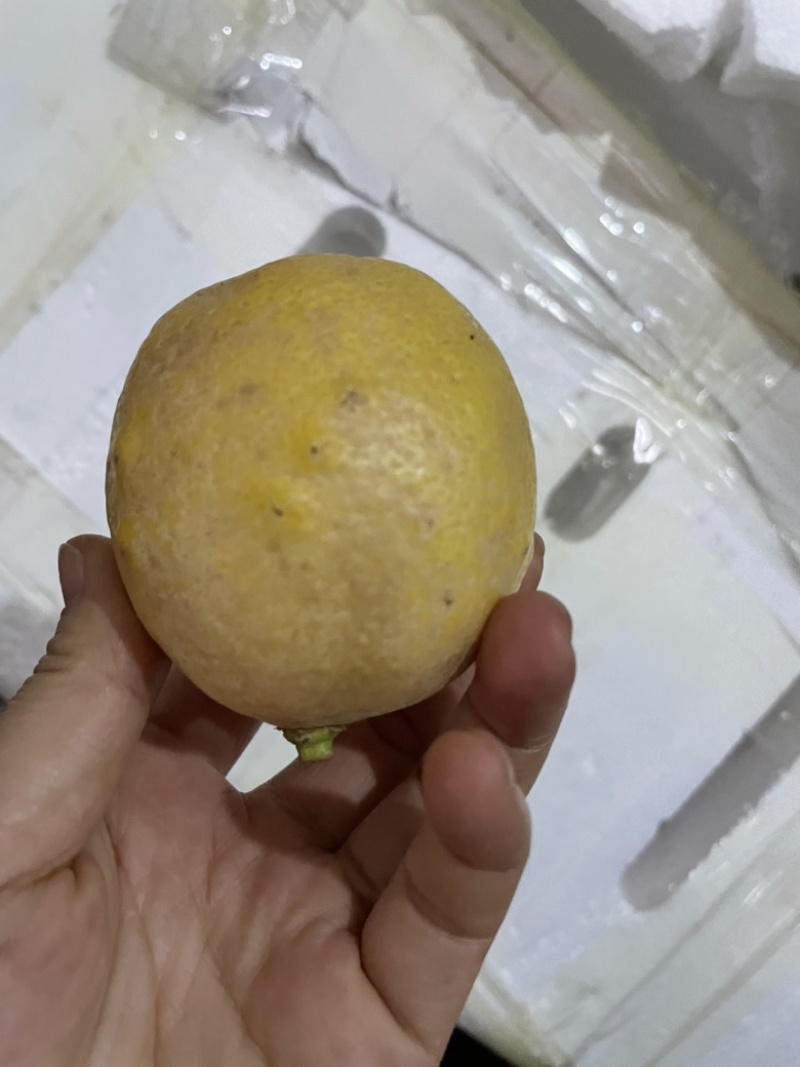 黄柠檬