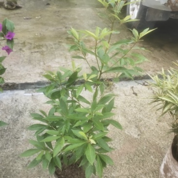 小叶桢楠，又称金丝楠木，古时**专用优质树木！