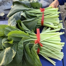 青梗菜（叶子菜）加工厂有自己的基地