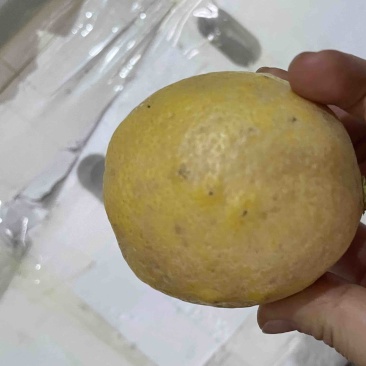 黄柠檬