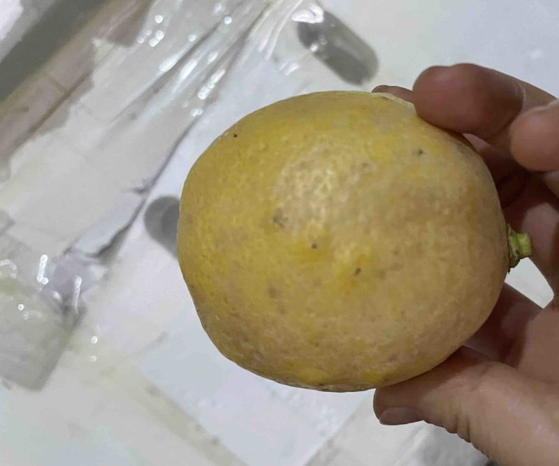 黄柠檬
