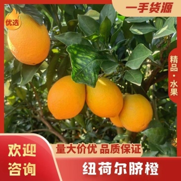 云南高原纽荷尔脐橙香甜多汁皮薄肉厚大量上市现摘现发