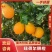 云南高原纽荷尔脐橙香甜多汁皮薄肉厚大量上市现摘现发
