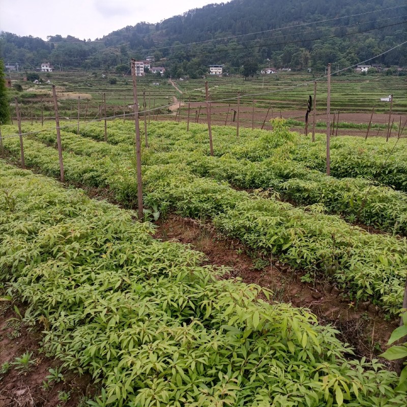 小叶桢楠，又称金丝楠木，古时**专用优质树木！