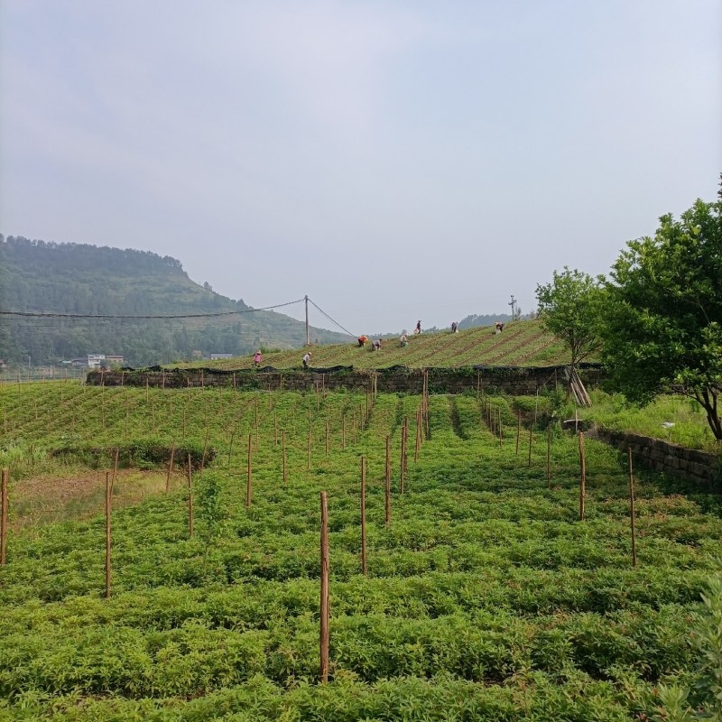小叶桢楠，又称金丝楠木，古时**专用优质树木！
