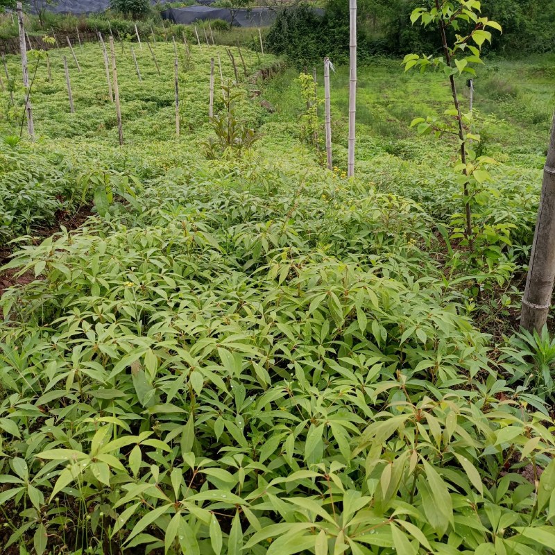 小叶桢楠，又称金丝楠木，古时**专用优质树木！