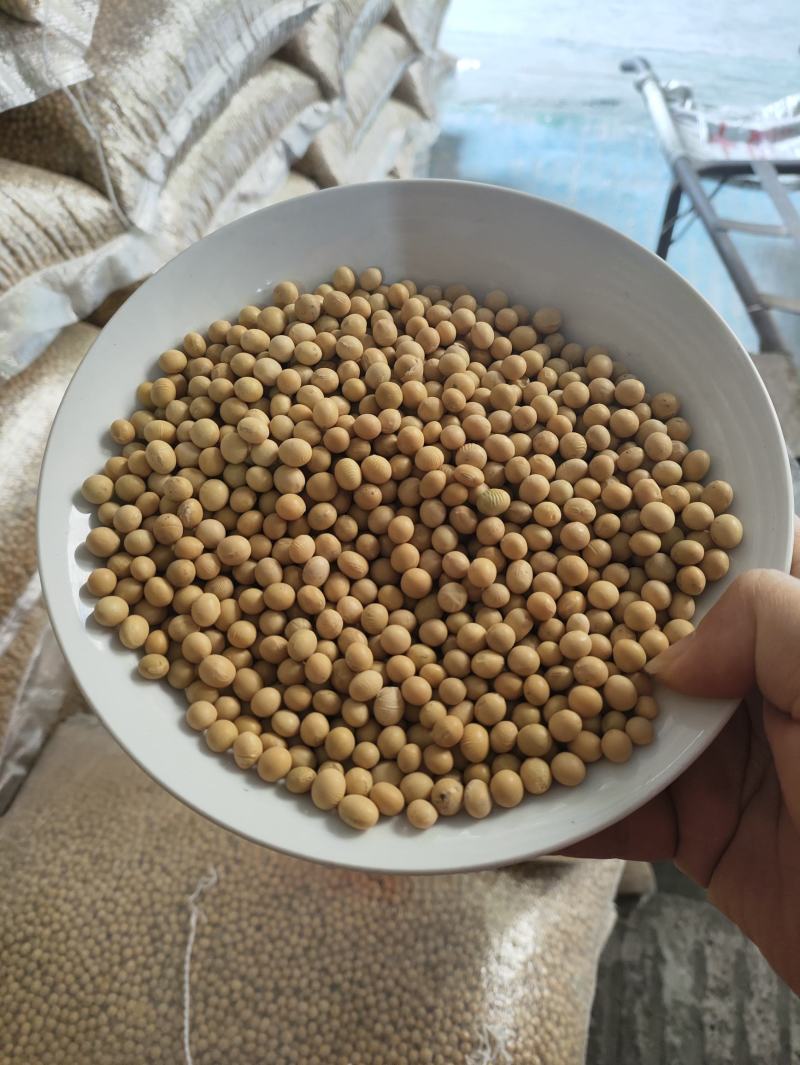 【推荐】黄豆东北红玖大颗粒黄豆量大价优欢迎联系